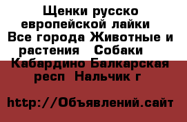 Щенки русско европейской лайки - Все города Животные и растения » Собаки   . Кабардино-Балкарская респ.,Нальчик г.